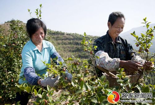 赣州市油茶林总面积达288万亩 油茶综合产值达84亿元