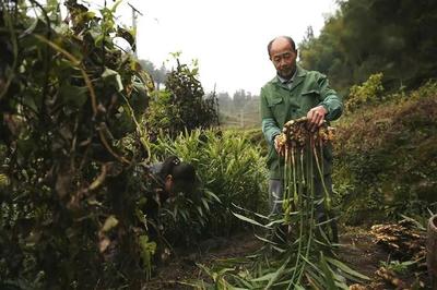 喜讯！于都县获评2019年度省级绿色有机农产品示范县